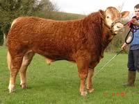 Vigot