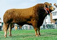 Millbrook Lancelot