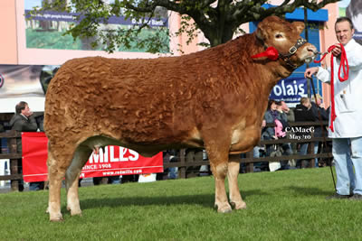 sarkley bikita first in dry cow class