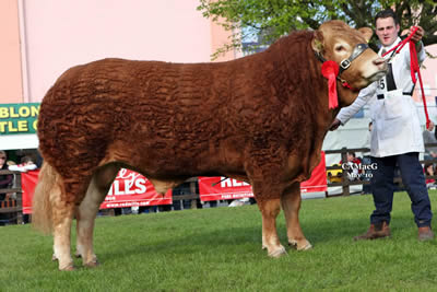 Sylvandene Defoe - 1st in Class - Our new Junior Stock Bull
