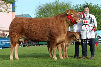 finisklin ciera ist in junior cow class