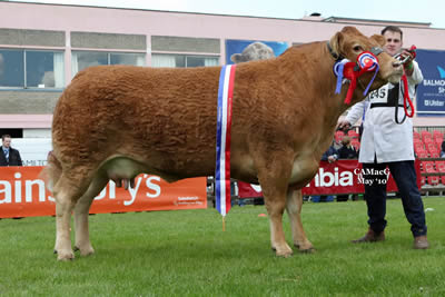 Colonlara Valance