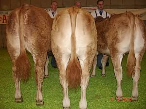 Champion pedigree group of three calves by the same sire
