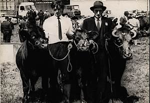 James Herbert senior (with hat) and Herbie Crawford with two pedgriee Shorthorns in the 1960`s.