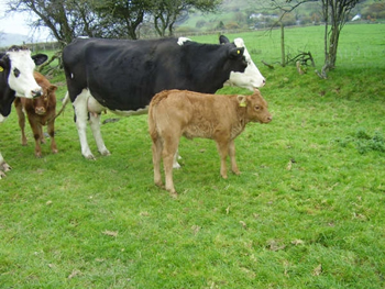 calf