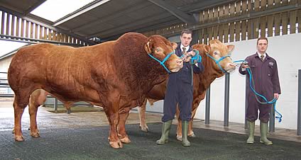 Stephen Crawford & Raymond Crawford with the Limousin bulls Sauvignon & Vigot