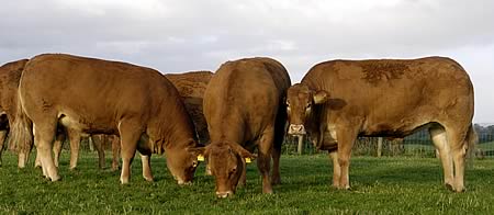 A batch of females in the Rathkeeland Herd
