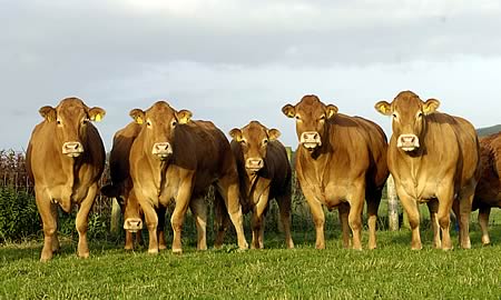 look at the qualty of the heads on the females