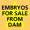 embryos for sale