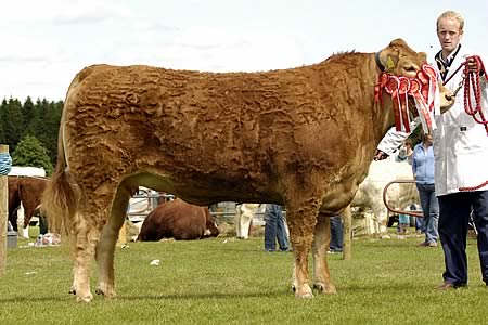 Interbreed Champion Heifer Curraghree Buttercup