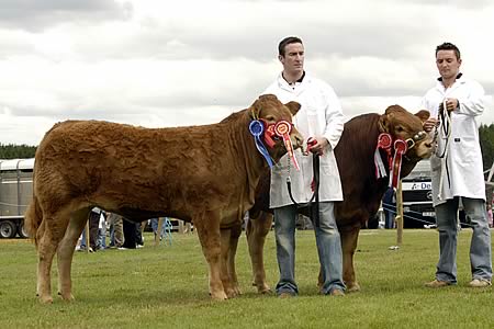 CALVES
