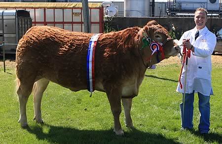 Sarkley Bikita won the Limousin Championship and Supreme Beef Interbreed at Coleraine