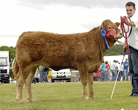 Interbreed Champion Heifer Calf and 1st in class Curraghree Colette