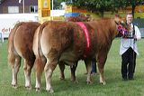 ts_burke_beef_pairs