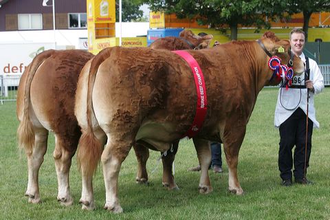 ts_burke_beef_pairs.jpg