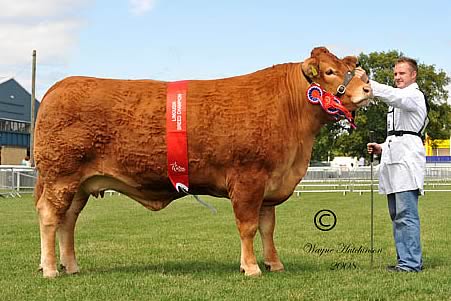 Victorieus - Female Champion and Supreme Limousin Champion 2008 Royal Show