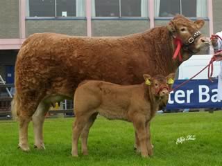 sarkley bikita with hefier calf by sauvignon 1st in young cow in milk class