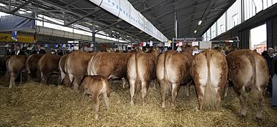 Crawford Brothers line of Limousins at Balmoral show 2009