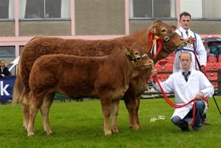 curaghree sensation ist in cow class