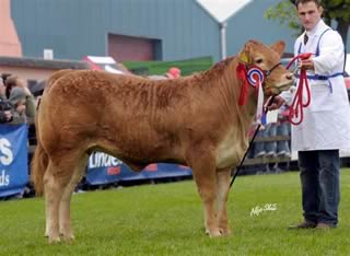Slyvandene Duchess 1st in junior heifer class, junior female champion and overall limousin junior champion