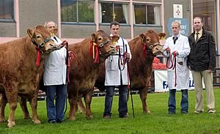 three first prise winners and group of three from left ravissentte ist this cow was ulsterbank interbreed beef cow of the year 08, curaghree sensation ist and reserve female champion this cow also won at the royal highland show 08 and curaghree patrice ist and also ist prise winner at royal highland show last year 08