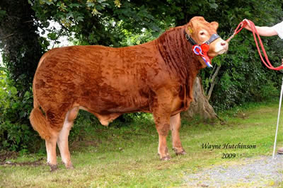 Sylvande Defoe - 1st Junior Bull Class