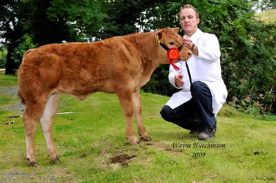 Calf sired by Sauvignon - 1st Calf Class