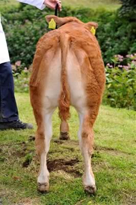 Calf sired by Sauvignon by sexed semen