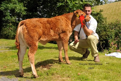 Calf sired by Sauvignon - 1st Calf Class