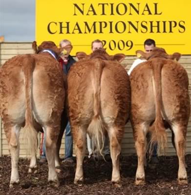 Champion group of three by the one exhibitor