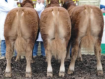 Dan Tynan, Dublin won the champion group of three by same sire Sauvignon