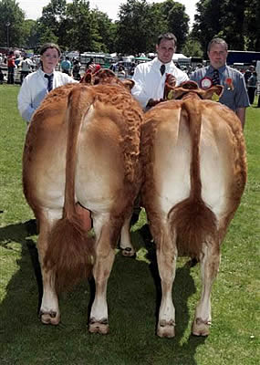 Lurgan Show