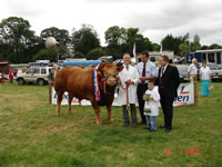 Champion Limousin Cup