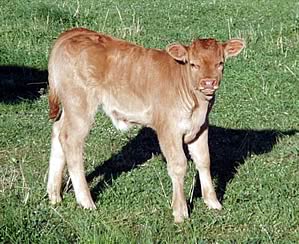 a heifer calf from sexed Vigot semen