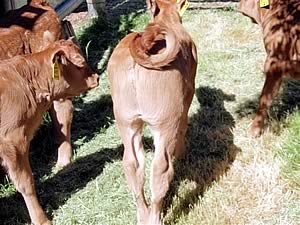 Sauvignion Calf