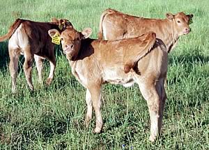 vigot calf