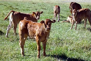 Sauvignon progeny in the La Rhone Limousin herd in South Africa