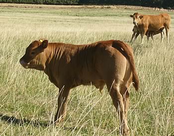 Sauvignon progeny in the La Rhone Limousin herd in South Africa