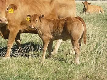 Sauvignon progeny in the La Rhone Limousin herd in South Africa
