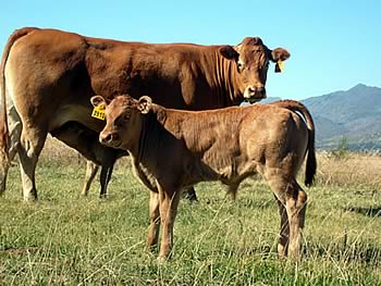 Sauvignon progeny in the La Rhone Limousin herd in South Africa