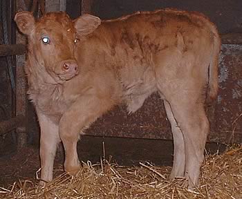 Ballyrickard Cecelia