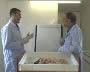 Sexed Semen Production